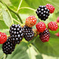 50 WHITEBARK Black RASPBERRY Western Blackcap Raspberry Rubus Leucodermis Native Fruit Berry Seeds
