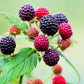 50 WHITEBARK Black RASPBERRY Western Blackcap Raspberry Rubus Leucodermis Native Fruit Berry Seeds