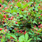 50 WHITEBARK Black RASPBERRY Western Blackcap Raspberry Rubus Leucodermis Native Fruit Berry Seeds