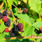 50 WHITEBARK Black RASPBERRY Western Blackcap Raspberry Rubus Leucodermis Native Fruit Berry Seeds
