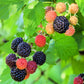 50 WHITEBARK Black RASPBERRY Western Blackcap Raspberry Rubus Leucodermis Native Fruit Berry Seeds