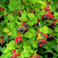 50 WHITEBARK Black RASPBERRY Western Blackcap Raspberry Rubus Leucodermis Native Fruit Berry Seeds
