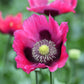 500 Organic TURKISH BLUE POPPY Heirloom Papaver Somniferum Purple to Red Flower Seeds