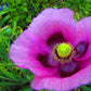 500 Organic TURKISH BLUE POPPY Heirloom Papaver Somniferum Purple to Red Flower Seeds