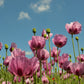 500 Organic TURKISH BLUE POPPY Heirloom Papaver Somniferum Purple to Red Flower Seeds