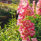 100 SENSATION MIX PENSTEMON Hartwegii Beardtongue Mixed Colors Two Tone Red, Pink, White, Purple, White Flower Seeds