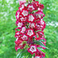 100 SENSATION MIX PENSTEMON Hartwegii Beardtongue Mixed Colors Two Tone Red, Pink, White, Purple, White Flower Seeds