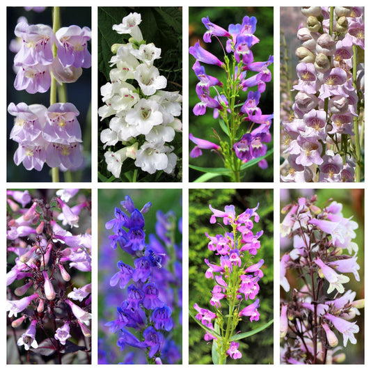 250 NATIVE MIX Beardtongue PENSTEMON Grandiflorus, Strictus, Cobaea, Palmeri, Digitalis, Pallidus - Pink White Blue Purple Flower Seeds