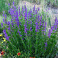 250 NATIVE MIX Beardtongue PENSTEMON Grandiflorus, Strictus, Cobaea, Palmeri, Digitalis, Pallidus - Pink White Blue Purple Flower Seeds