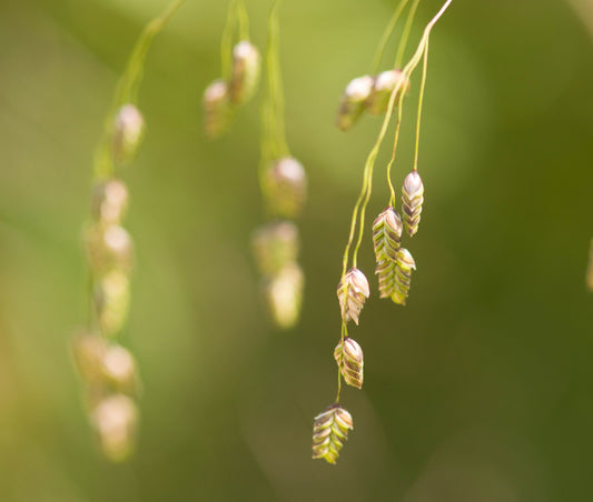250 RATTLESNAKE MANNAGRASS Canadian Quaking Grass Glyceria Canadensis Briza Poa Native Wetland Ornamental Manna Grass Seeds