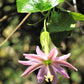 10 BANANA PASSION FRUIT Pink Passion Flower Passiflora Mollissima Yellow Skin Orange Pulp Vine Seeds