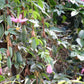 10 BANANA PASSION FRUIT Pink Passion Flower Passiflora Mollissima Yellow Skin Orange Pulp Vine Seeds