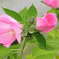 20 LIGHT PINK HIBISCUS Moscheutos var. Palustris Hardy Flower Seeds