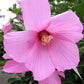 20 LIGHT PINK HIBISCUS Moscheutos var. Palustris Hardy Flower Seeds