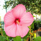 20 LIGHT PINK HIBISCUS Moscheutos var. Palustris Hardy Flower Seeds