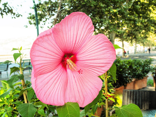 20 LIGHT PINK HIBISCUS Moscheutos var. Palustris Hardy Flower Seeds