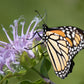1000 WILD BERGAMOT Monarda Fistulosa aka Mintleaf Bee Balm & Oswego Tea Native Herb Purple Flower Seeds