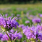 1000 WILD BERGAMOT Monarda Fistulosa aka Mintleaf Bee Balm & Oswego Tea Native Herb Purple Flower Seeds