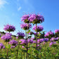 1000 WILD BERGAMOT Monarda Fistulosa aka Mintleaf Bee Balm & Oswego Tea Native Herb Purple Flower Seeds