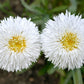 30 Double CRAZY DAISY Leucanthemum x Superbum Big 3" Frizzled White Yellow Shasta Flower Seeds