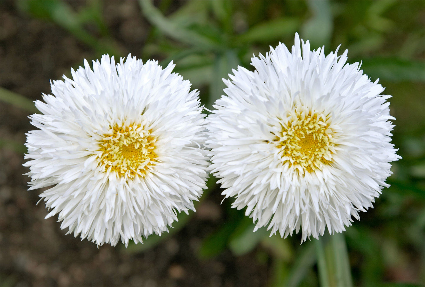 30 Double CRAZY DAISY Leucanthemum x Superbum Big 3" Frizzled White Yellow Shasta Flower Seeds