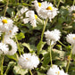 30 Double CRAZY DAISY Leucanthemum x Superbum Big 3" Frizzled White Yellow Shasta Flower Seeds