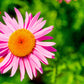 100 Rose PINK ROBINSONS DAISY Painted Chrysanthemum Coccineum Pyrethrum Flower Seeds