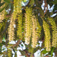 5 MACADAMIA NUT Tree Macadamia Integrifolia Brown Shell Beige Nut Fruit White & Pink Flower Seeds