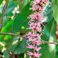 5 MACADAMIA NUT Tree Macadamia Integrifolia Brown Shell Beige Nut Fruit White & Pink Flower Seeds