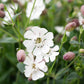 100 MAIDENSTEARS Silene Vulgaris aka Bladder Campion Maidens Tears Pink & White Flower Seeds