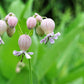 100 MAIDENSTEARS Silene Vulgaris aka Bladder Campion Maidens Tears Pink & White Flower Seeds