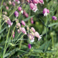 100 MAIDENSTEARS Silene Vulgaris aka Bladder Campion Maidens Tears Pink & White Flower Seeds