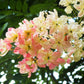 5 PINK SHOWER TREE Cassia Javanica aka Rainbow Shower & Apple Blossom Tree Two Tone Pink, White, Yellow Flower Seeds