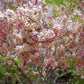 5 PINK SHOWER TREE Cassia Javanica aka Rainbow Shower & Apple Blossom Tree Two Tone Pink, White, Yellow Flower Seeds