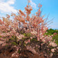 5 PINK SHOWER TREE Cassia Javanica aka Rainbow Shower & Apple Blossom Tree Two Tone Pink, White, Yellow Flower Seeds