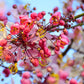 5 PINK SHOWER TREE Cassia Javanica aka Rainbow Shower & Apple Blossom Tree Two Tone Pink, White, Yellow Flower Seeds