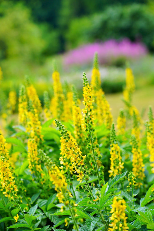 15 CHURCH STEEPLES Agrimonia Eupatoria aka Agrimony or Sticklewort Perennial Herb Yellow Flower Seeds