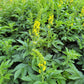 15 CHURCH STEEPLES Agrimonia Eupatoria aka Agrimony or Sticklewort Perennial Herb Yellow Flower Seeds