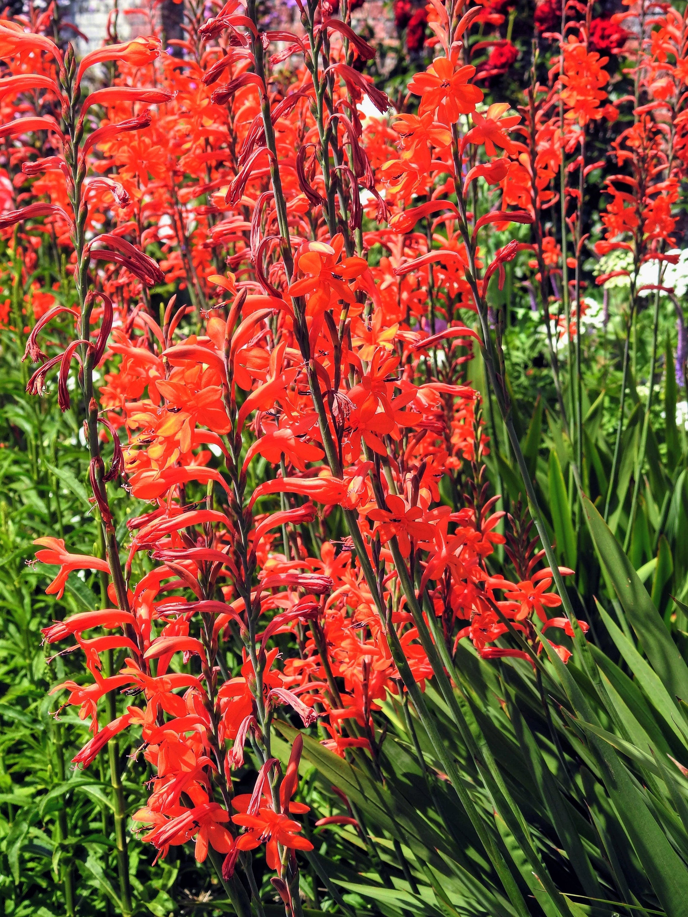 5 AFRICAN FLAG Chasmanthe Floribunda Cornflag Red Orange