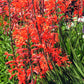 5 AFRICAN FLAG Chasmanthe Floribunda Cornflag Red Orange Hummingbird Flower Seeds