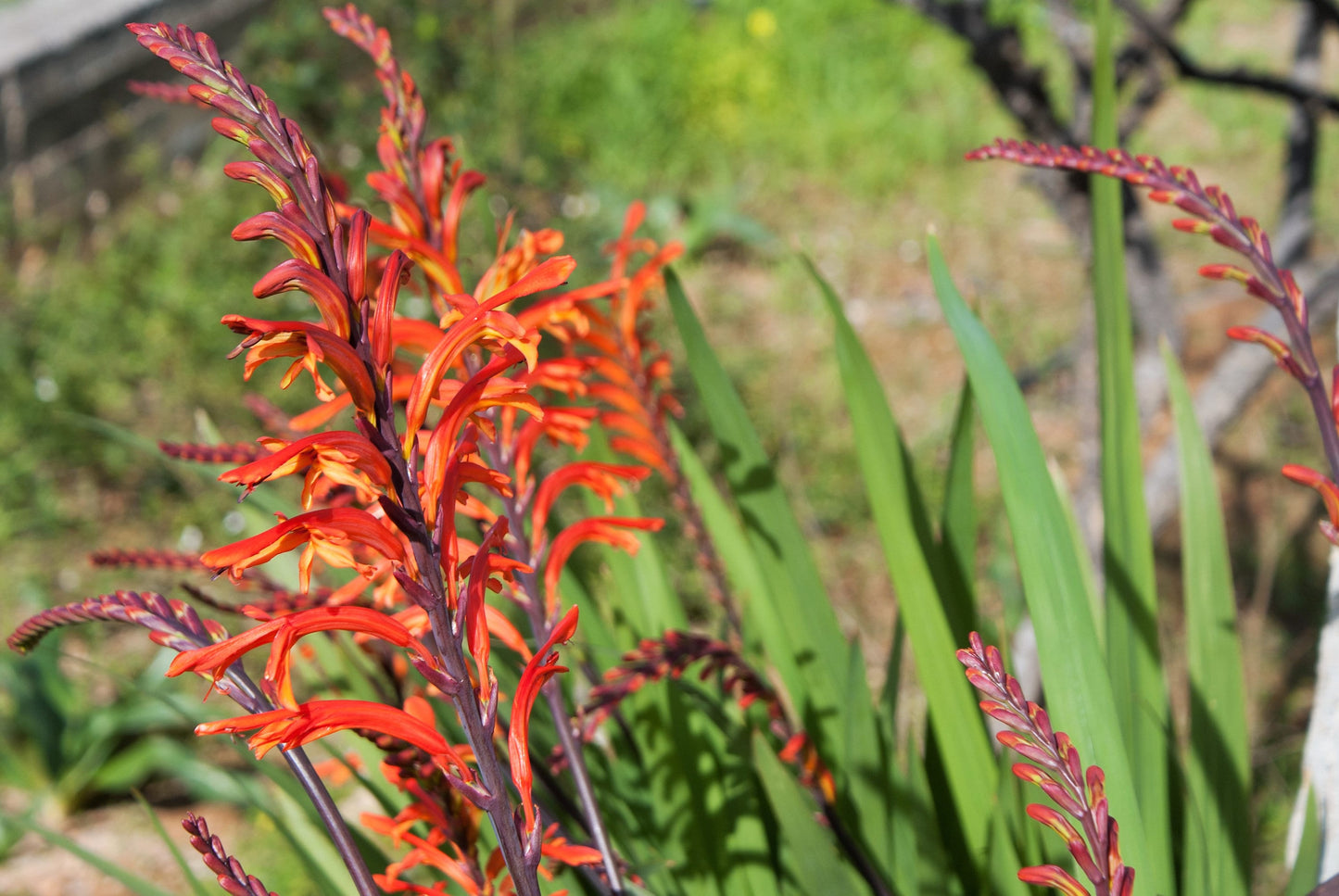5 AFRICAN FLAG Chasmanthe Floribunda Cornflag Red Orange Hummingbird Flower Seeds