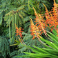 5 AFRICAN FLAG Chasmanthe Floribunda Cornflag Red Orange Hummingbird Flower Seeds