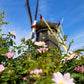 10 CLIMBING MICHIGAN ROSE Rosa Setigera aka Climbing Prairie or Illinois Rose Native Pink Flower Seeds
