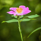 10 CLIMBING MICHIGAN ROSE Rosa Setigera aka Climbing Prairie or Illinois Rose Native Pink Flower Seeds