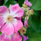10 CLIMBING MICHIGAN ROSE Rosa Setigera aka Climbing Prairie or Illinois Rose Native Pink Flower Seeds