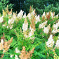 100 WHITE MEADOWSWEET Spiraea Alba Narrow Leaved Queen of the Prairie Native Flower Shrub Seeds