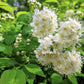 100 WHITE MEADOWSWEET Spiraea Alba Narrow Leaved Queen of the Prairie Native Flower Shrub Seeds