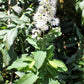 100 WHITE MEADOWSWEET Spiraea Alba Narrow Leaved Queen of the Prairie Native Flower Shrub Seeds