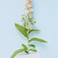 100 WHITE MEADOWSWEET Spiraea Alba Narrow Leaved Queen of the Prairie Native Flower Shrub Seeds