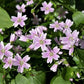 20 SIBERIAN SPRING BEAUTY Claytonia Sibirica aka Candy Flower, Pink Purslane, Siberian Miner's Lettuce Pink Striped Shade Flower Native Herb Seeds
